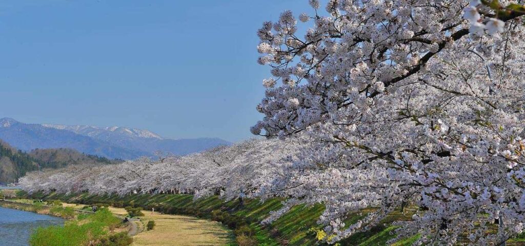 03桧木内川堤の桜並木 1280 x 600 small