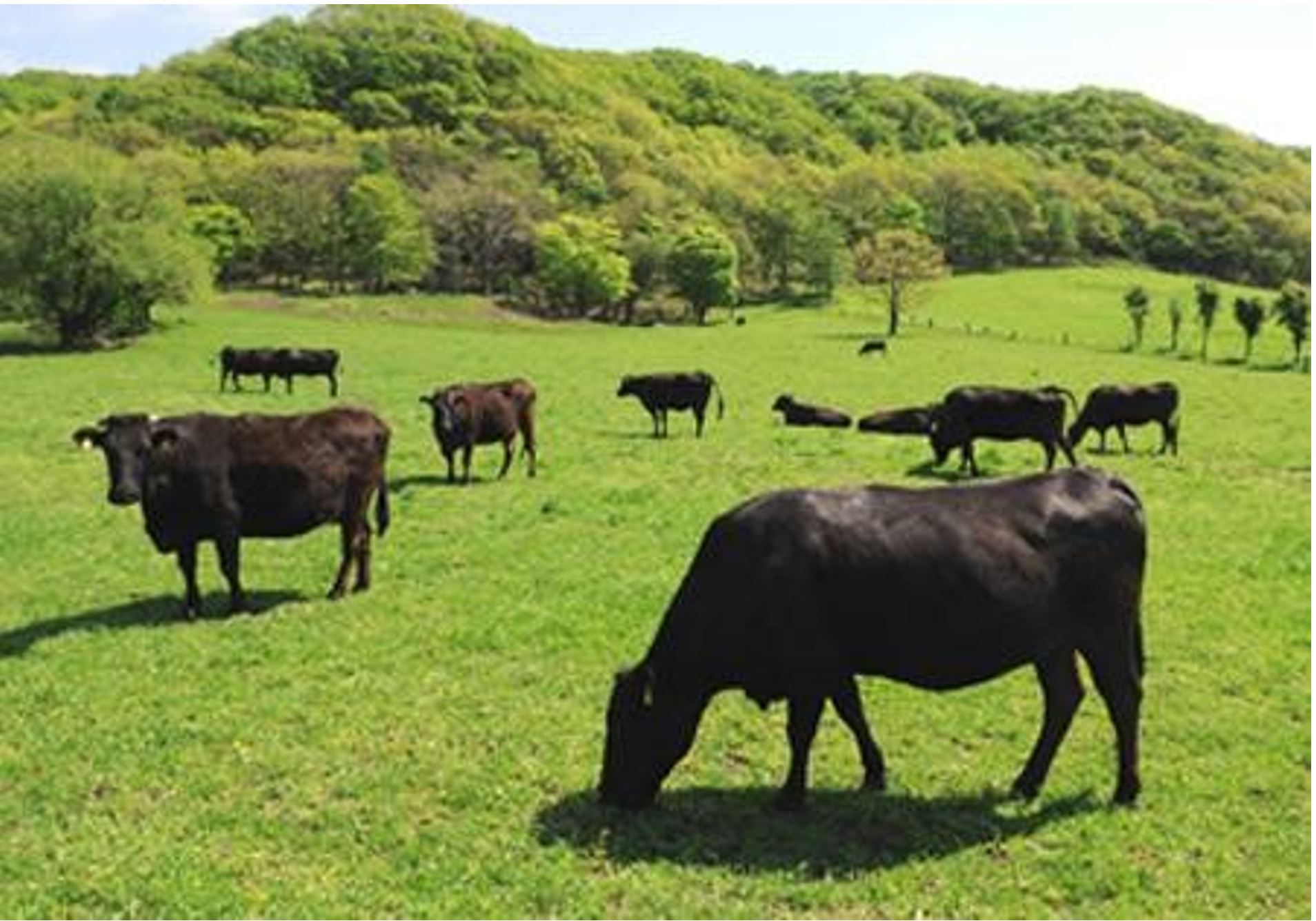 Shiraoi wagyu beef cattle in Hokkaido