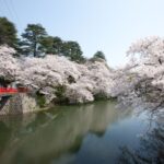 Cherry blossom in Takaoka Kojo Park in Toyama