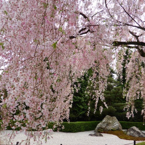 Cherry blossom at a temple in Kyoto