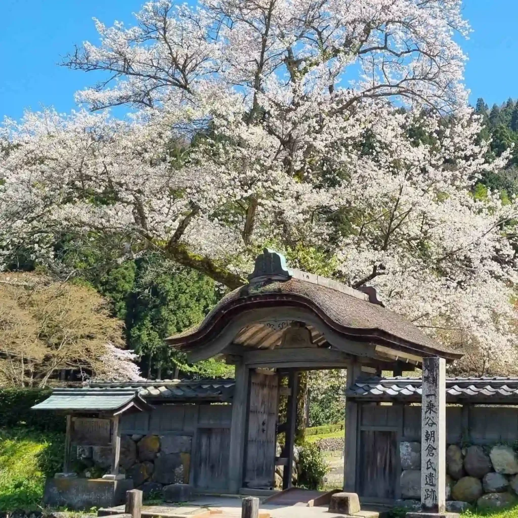 Japan Cherry Blossom Tour