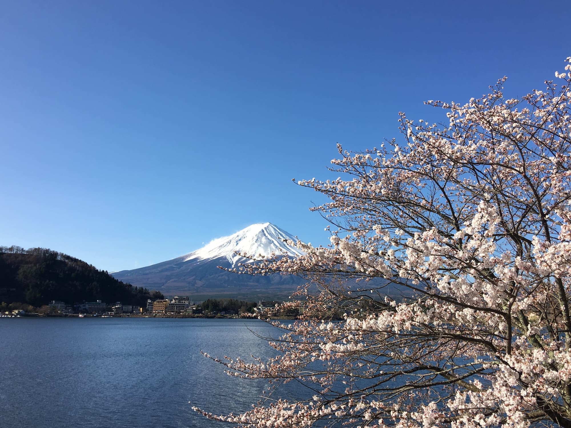 Mr Fuji with cherry blossom in foreground at Kawaguchiko