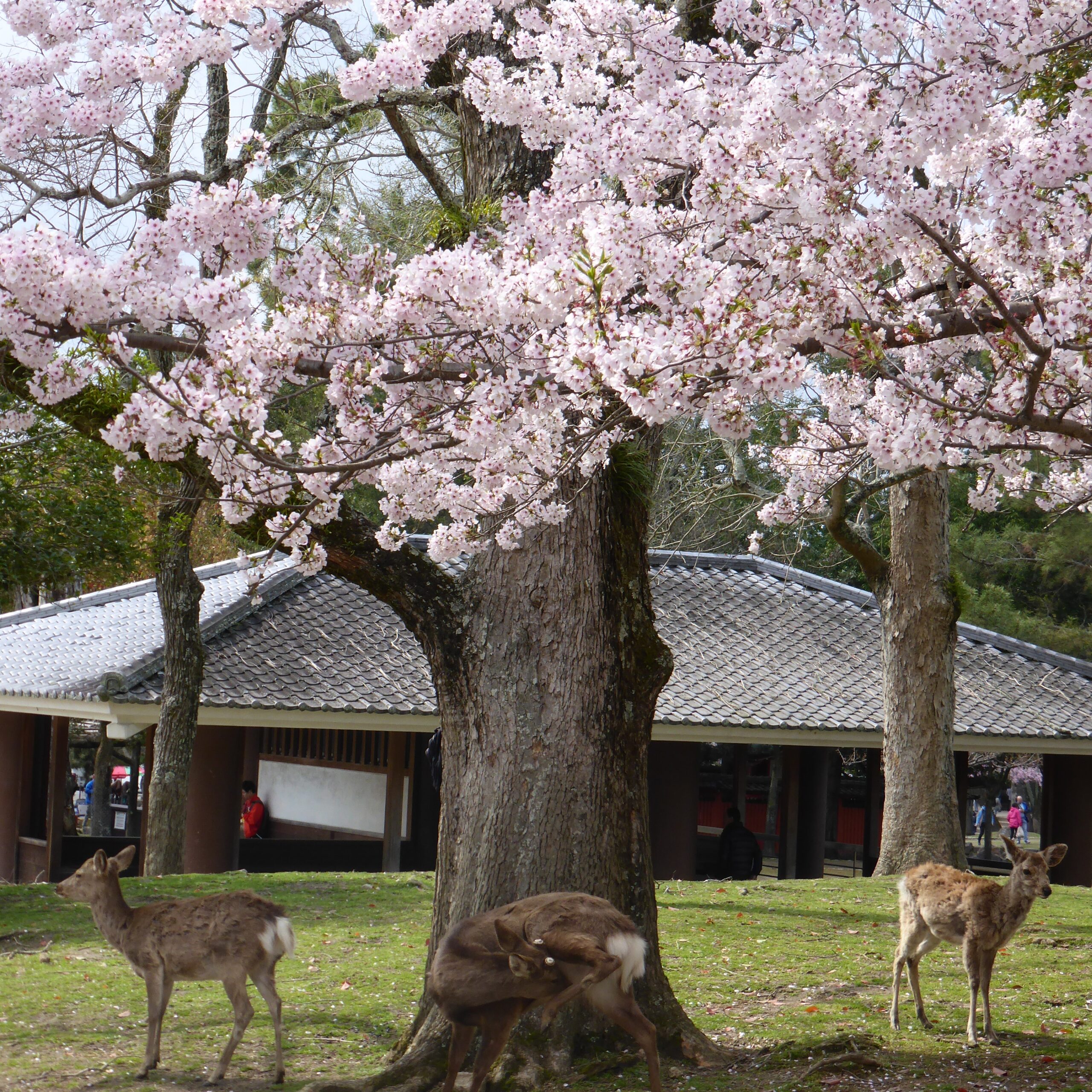 Deer and cherry blossom in Nara Park square