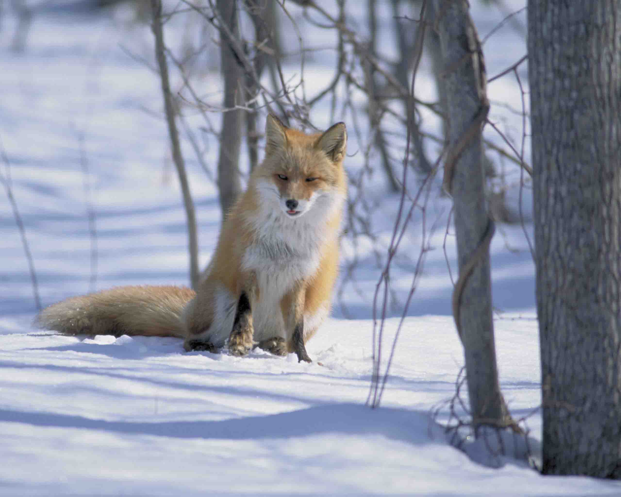 Kitakitsune native fox of Hokkaido in Shiretoko