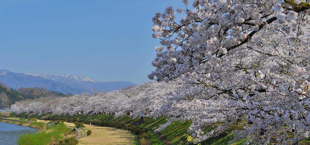 2025 Cherry Blossom Tour of Northern Japan Journey To The East