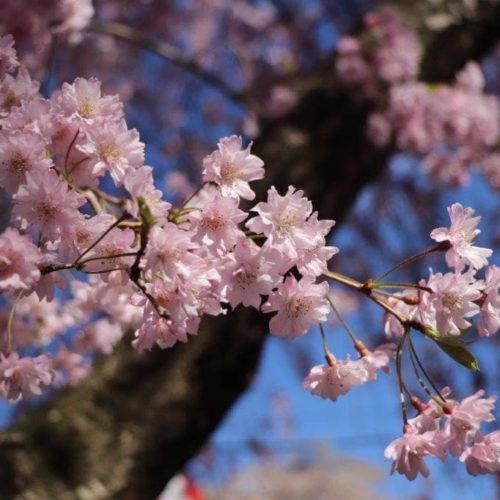 Cherry blossoms