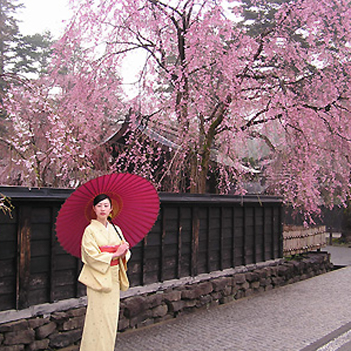 Kakunodate in Akita Prefecture Japan in cherry blossom season a lady in kimono in front of samurai house