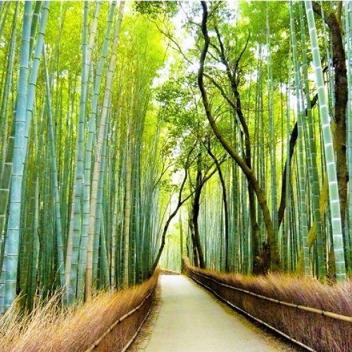 Bamboo grove in Arashiyama