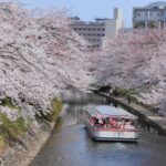 Cherry blossom and Matsukara River Cruise in Toyama