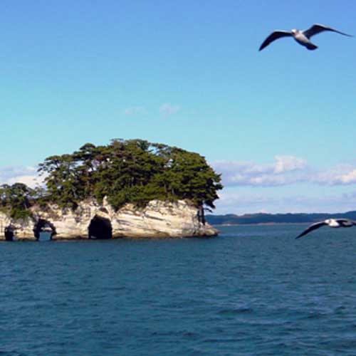Pine tree covered small islands in Matsushima bay