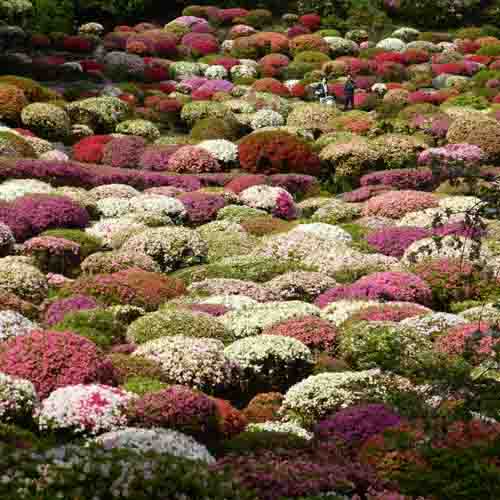 Azaria field at Mifuneyama Rakuen, Saga