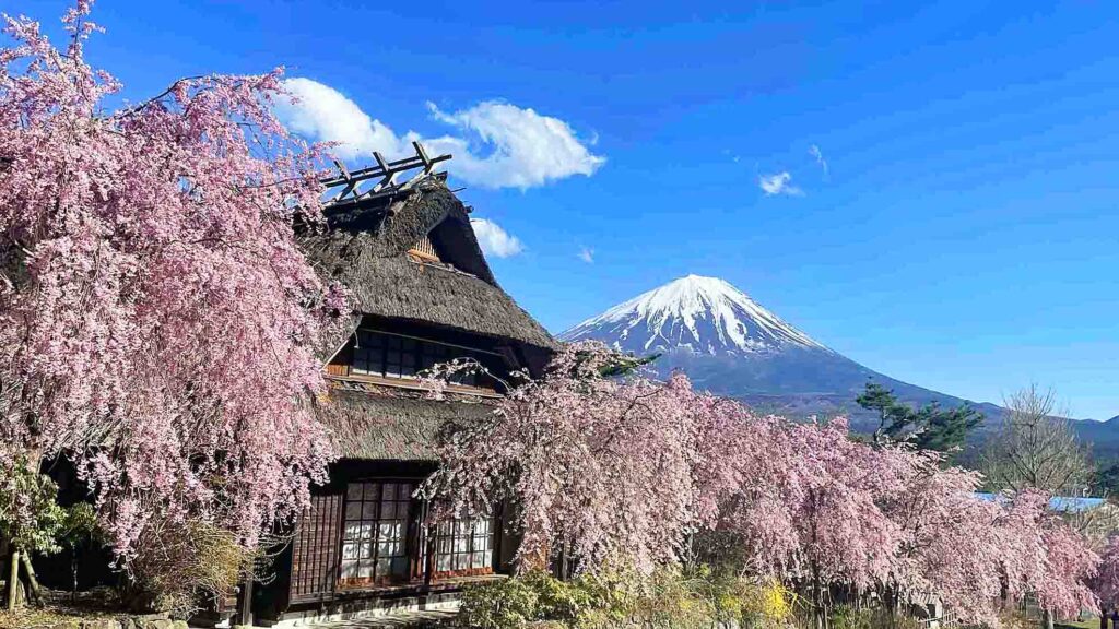 Mt Fuji and cherry blossom from Elizabeth adjusted
