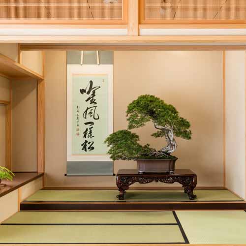 Bonsai, a miniature tree art at Omiya Bonsai Museum in Japan