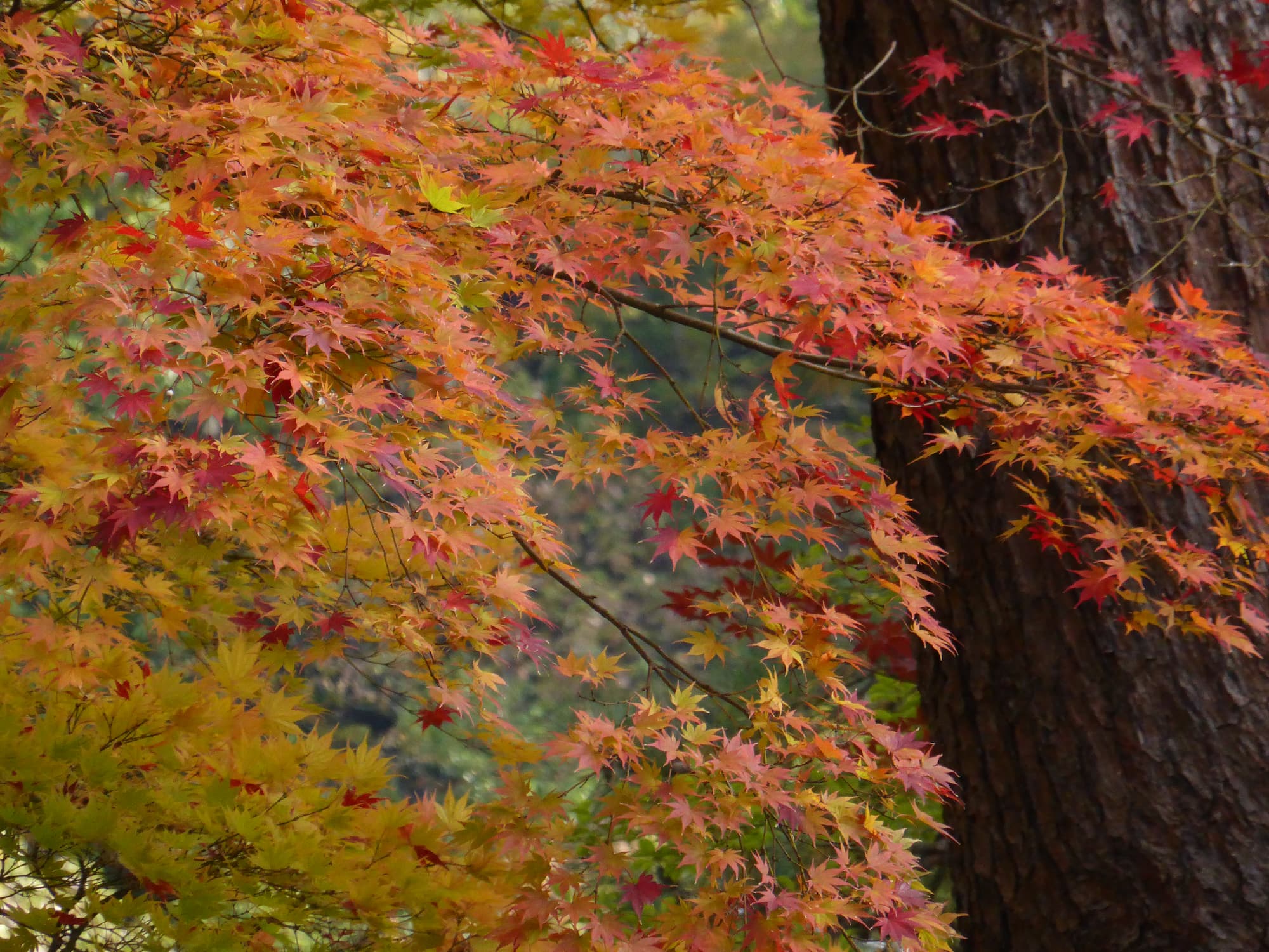 Autumn leaves in Japan
