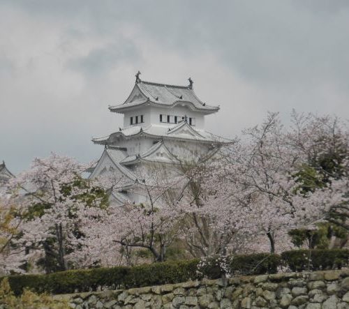 Himeji Castle with cherry blossom