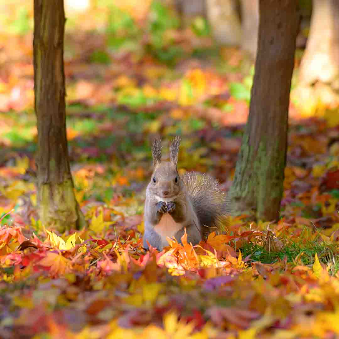Sapporo in autumn with squirrel