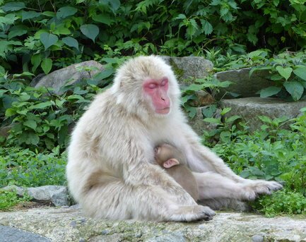 Snow Monkey and Baby