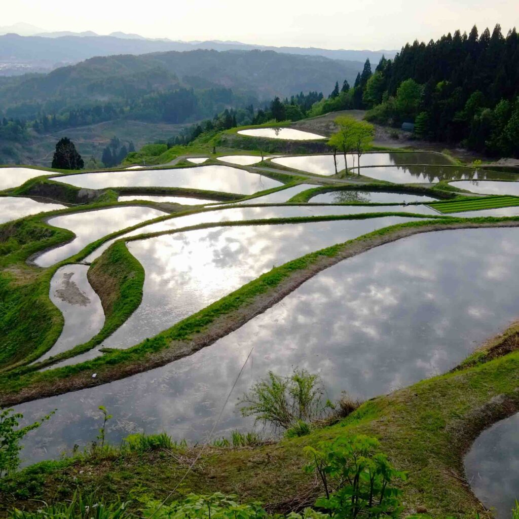 Terraced rice paddies resized 1