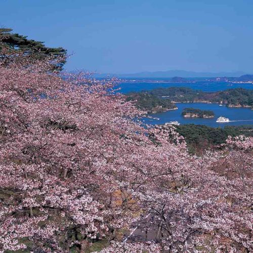 2024 Cherry Blossom Tour of Northern Japan