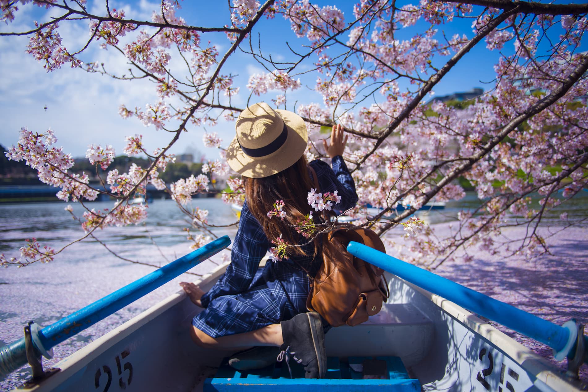 cherry blossom tours