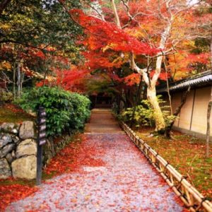Kyoto Streets in Autumn