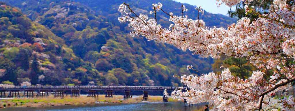 Arashiyama Cherry Blossom