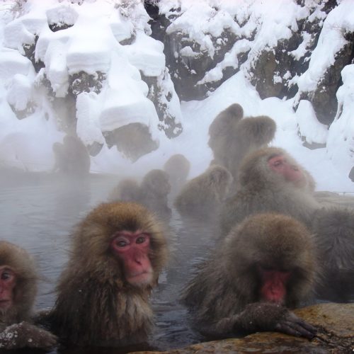 Snow Monkeys in Yudanaka Nagano