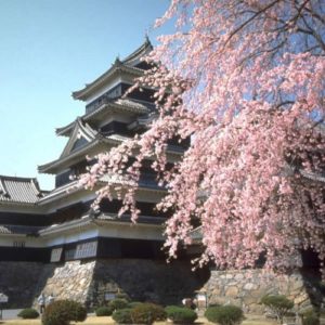matsumoto castle spring 500x500